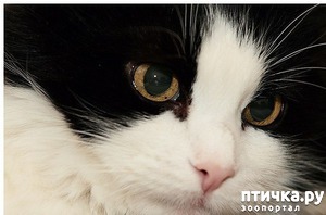 ����: ��������