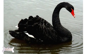 фото: Птица черный лебедь