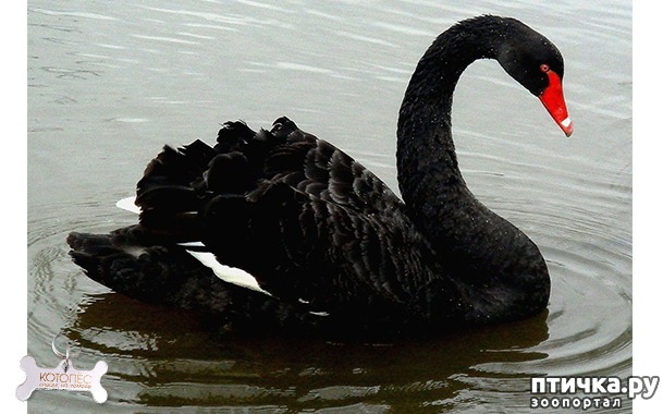 фото 1: Птица черный лебедь
