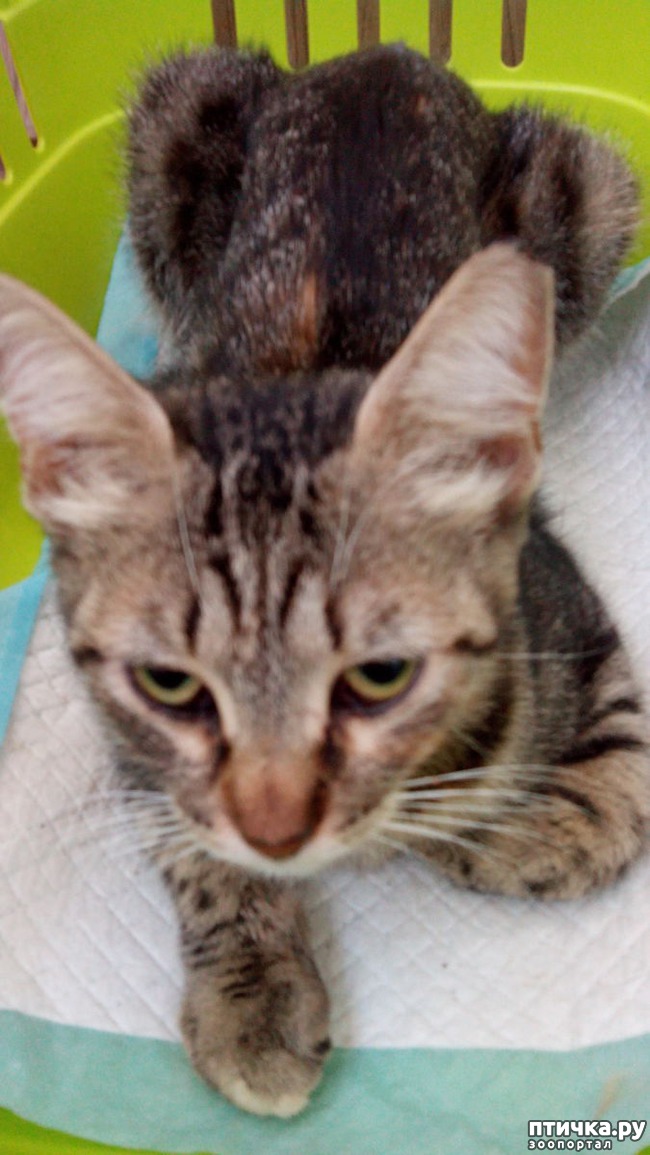 ���� 5: ������������ ����