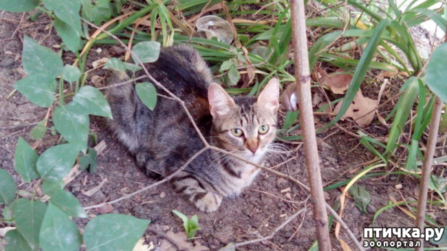 ���� 8: ������������ ����