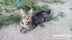 ����: ������������ ����