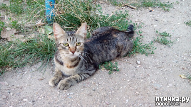 ���� 1: ������������ ����