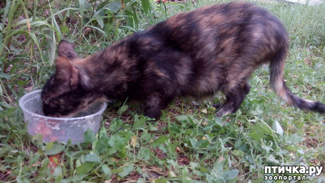 ���� 3: ����������� - �����