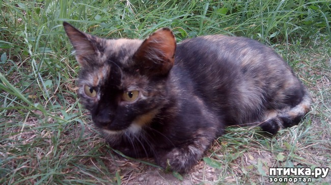 ���� 6: ����������� - �����