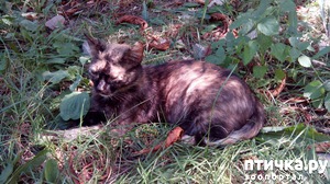 ����: ����������� - �����