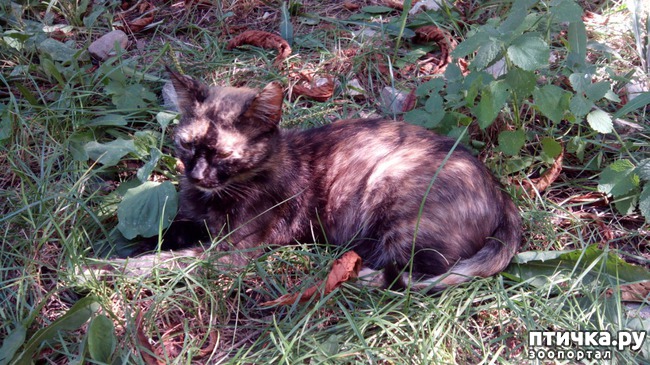 ���� 1: ����������� - �����