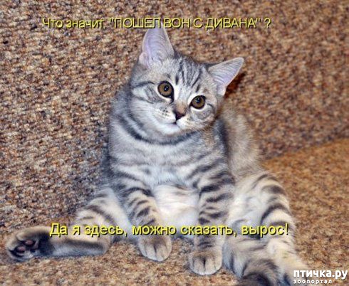 ���� 3: �����������: ��������.