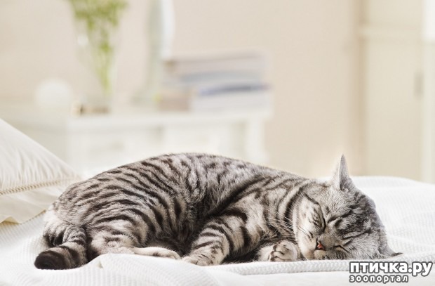 ���� 4: �����������: ��������.