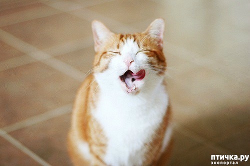 ���� 8: �����������: ��������.