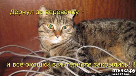 ���� 11: �����������: ��������.