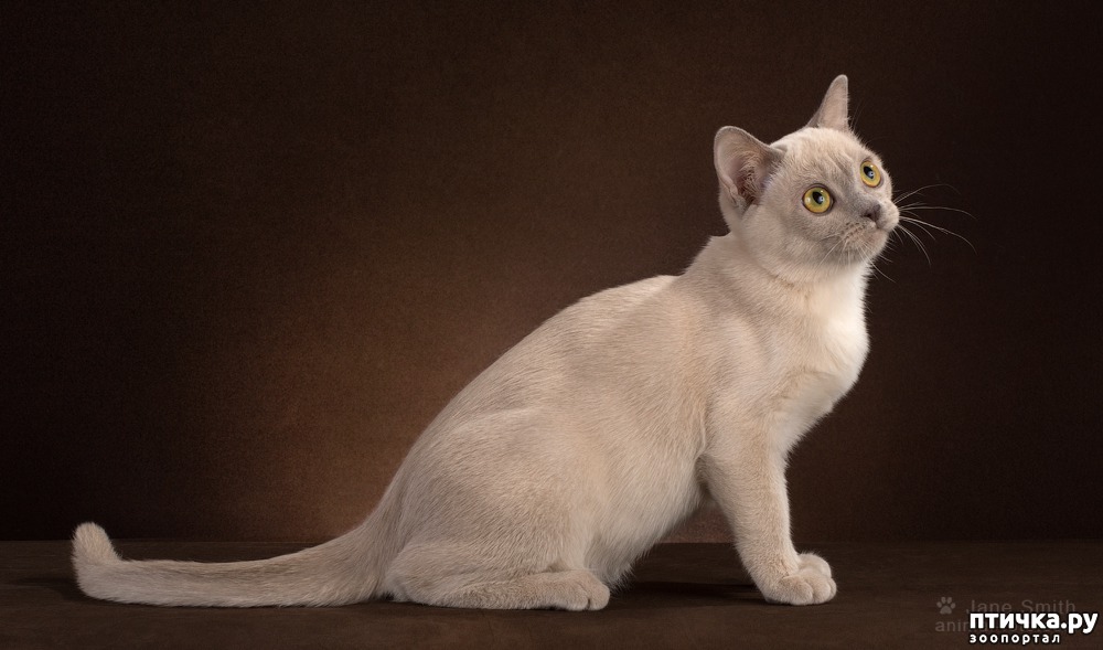 Бурманская Кошка Фото