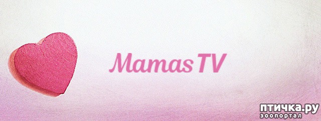  2: MamasTV.com        