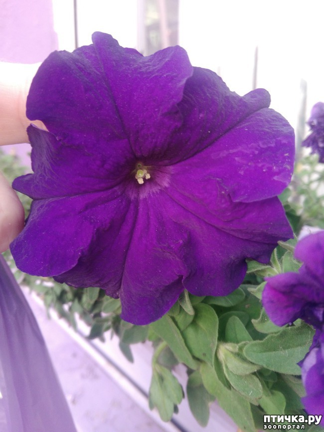 ���� 11: ������ � ��������.