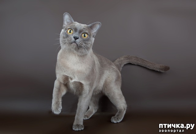 Окрасы бурманской кошки (американская бурма) Голубой — обсуждение в группе  Бурманская кошка | Птичка.ру