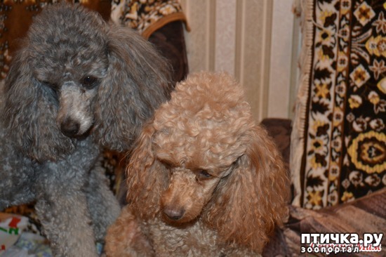 фотография 9: Утро нового дня, или где-то тихо рыдает психиатр, часть 2 фото 9: Утро нового дня, или где-то тихо рыдает психиатр, часть 2