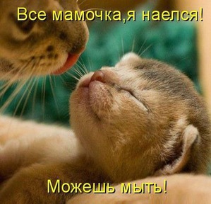 фотография: Котоматрица: Мамы и дети! фото: Котоматрица: Мамы и дети!