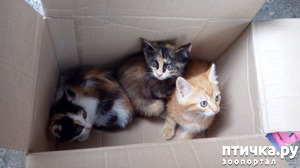 ����: ��� ���� ������ - �� �������