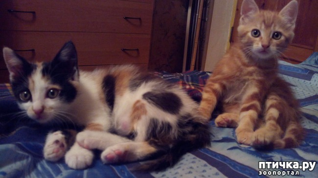 ���� 2: ��� ���� ������ - �� �������