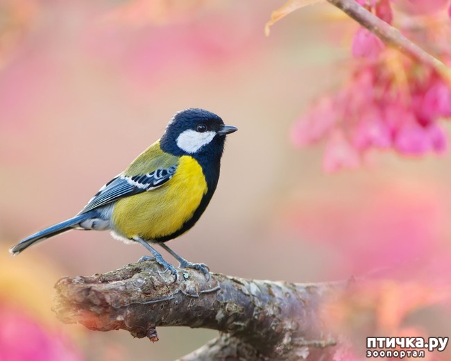 фото 1: Синичка - замечательная птичка)