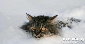 ����: ��� ���, ��� �����...