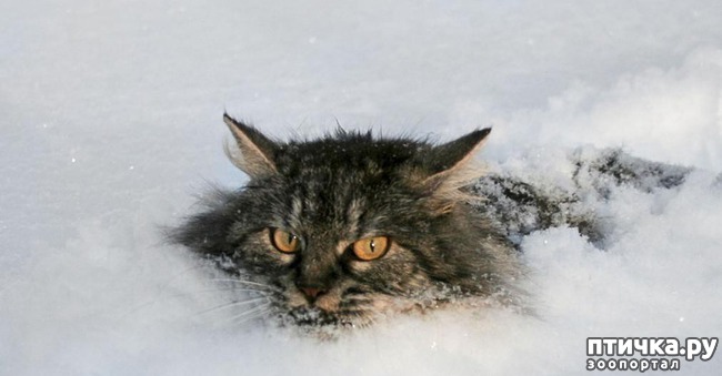 ���� 1: ��� ���, ��� �����...