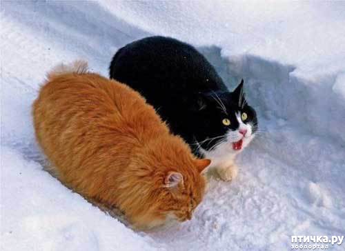 ���� 4: ��� ���, ��� �����...