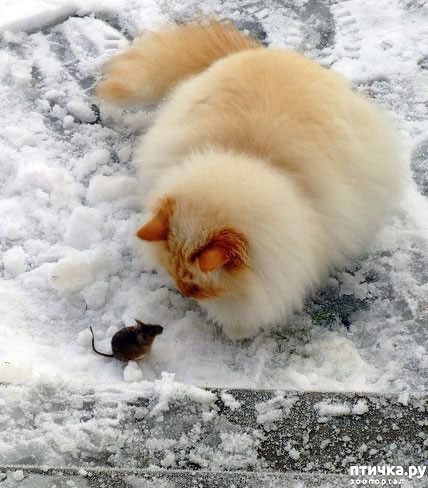 ���� 11: ��� ���, ��� �����...