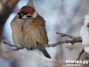 ����: ������� - ������� � �������)