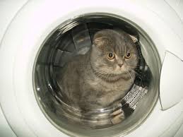 ����: ��� ��� ���