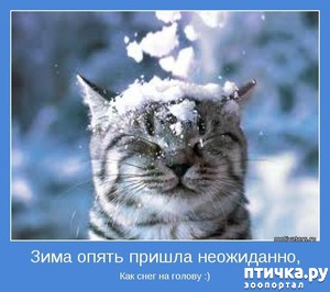 ����: �����������: ��� � ������ ����!