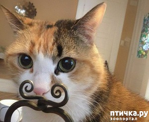 ����: ������� ����