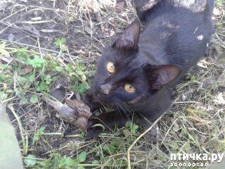 ���� 3: ��������� ���� �����)))