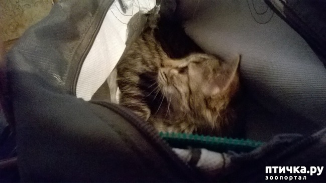 ���� 3: ���������. �������.