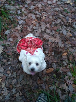 ����: �����, ���� �������.