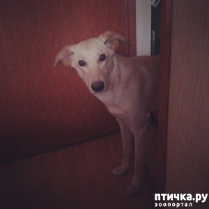 ����: �����. ��������.