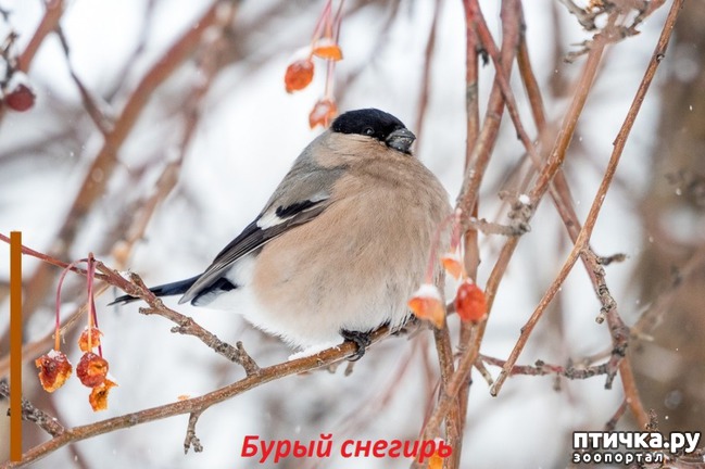 фото 9: Снегири - красногрудые генералы (и не только)))
