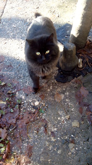 фотография: Наглая морда фото: Наглая морда