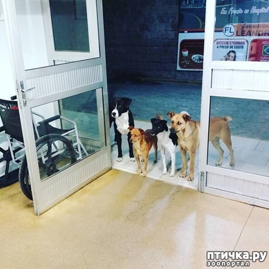 ���� 1: ������ �� ������� ������ �������))