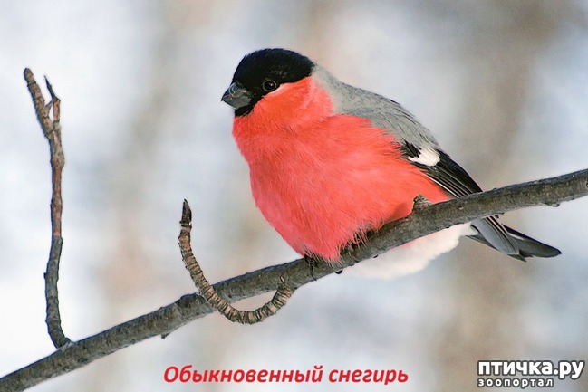 фото 5: Снегири - красногрудые генералы (и не только)))