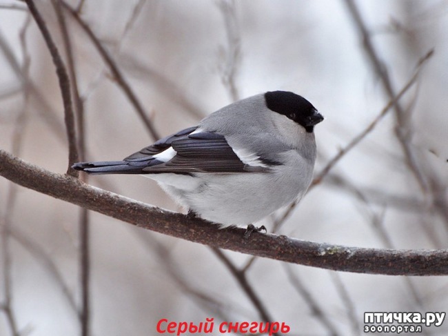 фото 8: Снегири - красногрудые генералы (и не только)))