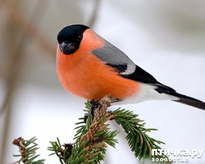 фотография: Снегири - красногрудые генералы (и не только))) фото: Снегири - красногрудые генералы (и не только)))