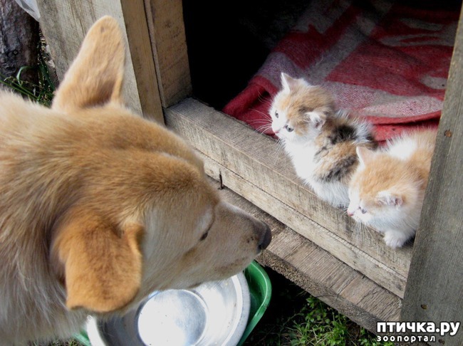 ���� 4: ��� ����� � ������� ����� ������))