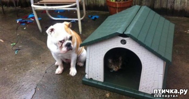 ���� 5: ��� ����� � ������� ����� ������))