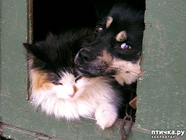 ���� 8: ��� ����� � ������� ����� ������))