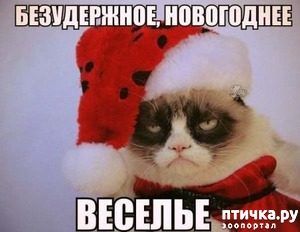 фотография: Котоматрица: Кот и Новый год-2! фото: Котоматрица: Кот и Новый год-2!