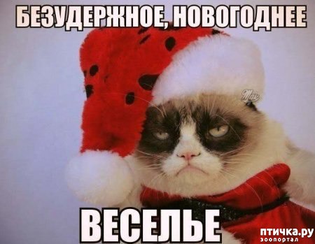 фото 1: Котоматрица: Кот и Новый год-2!