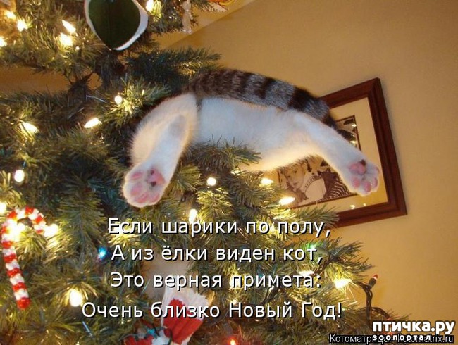 фото 2: Котоматрица: Кот и Новый год-2!
