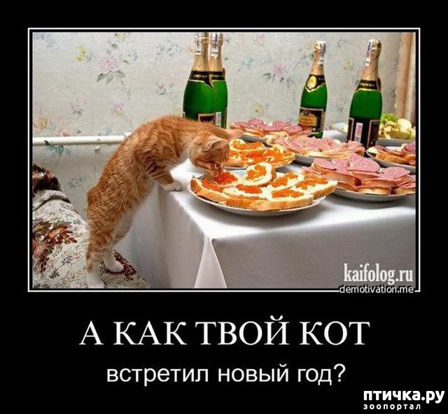 фото 3: Котоматрица: Кот и Новый год-2!