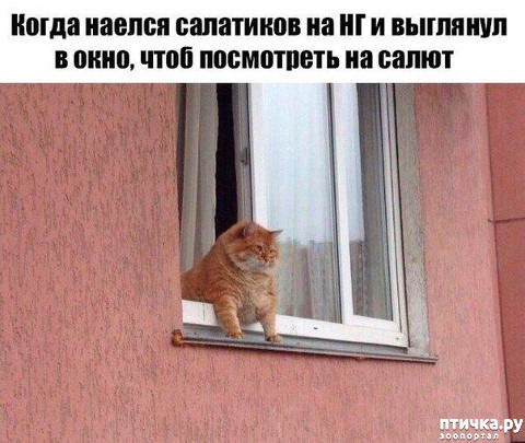 фото 4: Котоматрица: Кот и Новый год-2!